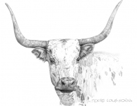 texas-longhornf
